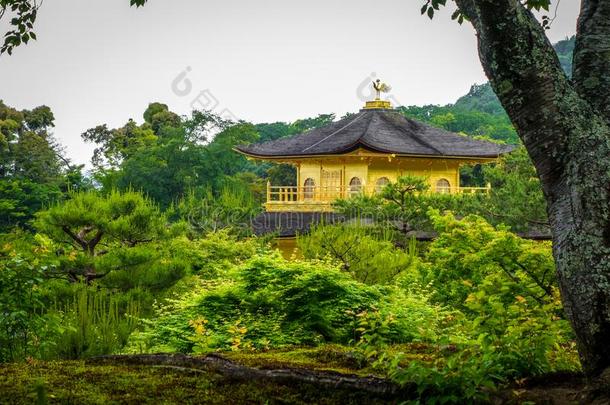 <strong>金卡</strong>库-jittery神经过敏的金色的庙,京都,黑色亮漆