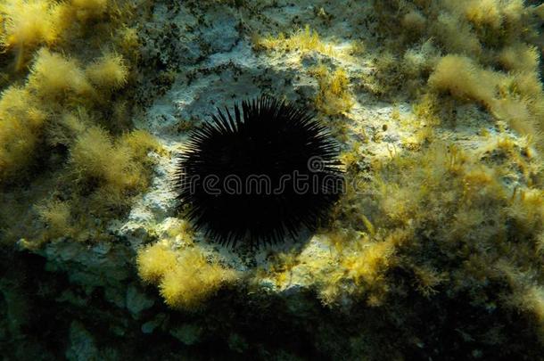 海胆地中海科米诺岛