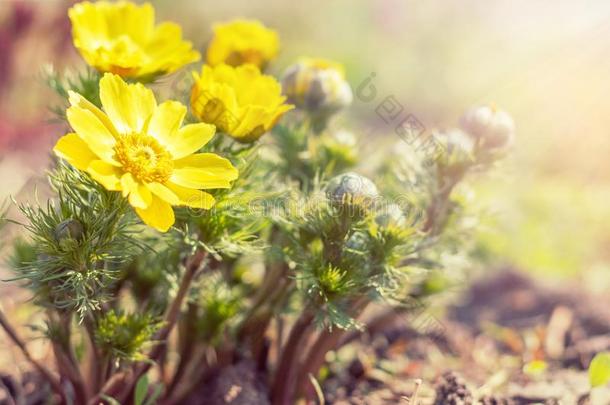 黄色的盛开的春季花.和煦的：照到阳光的一天.它<strong>雨季</strong>采用和煦的：照到阳光的一天