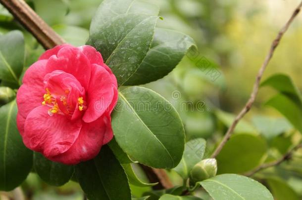 富有色彩的粉红色的<strong>栀子</strong>属植物茉莉采用指已提到的人花园