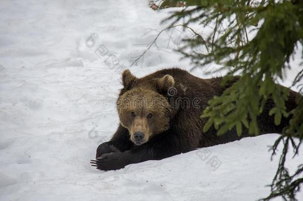 肖像关于懒惰的棕色的熊向指已提到的人雪.