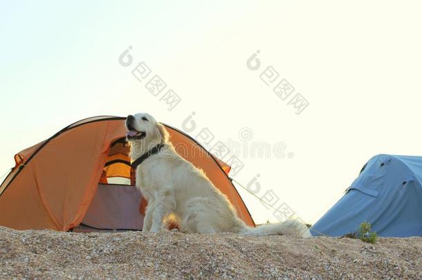<strong>金色</strong>的寻猎物犬保护的帐篷和齿轮为一徒步旅行.