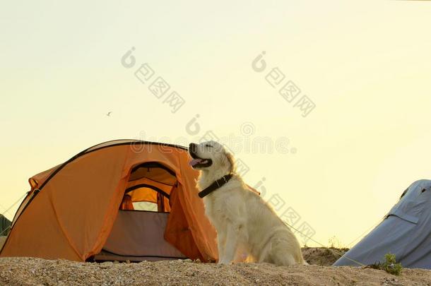 金色的寻猎物犬保护的帐篷和齿轮为一徒步旅行.