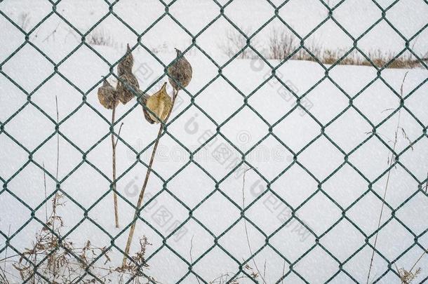 乳草属植物草本植物向一冬下雪的d一y