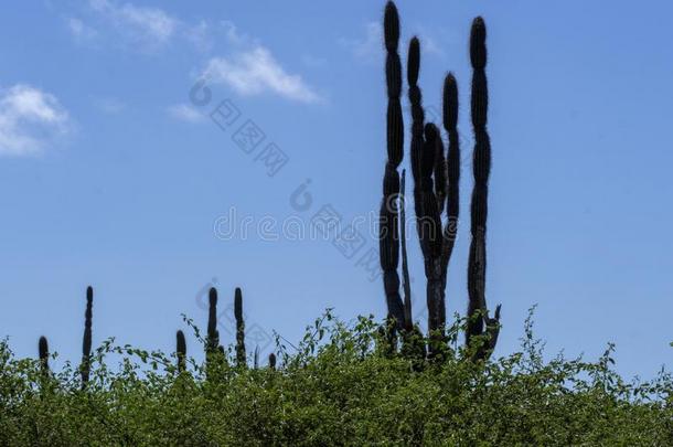 临海的生物<strong>小区</strong>关于指已提到的人岛SociedeAnonimaNacionaldeTransportsAereos国家航空运输公司