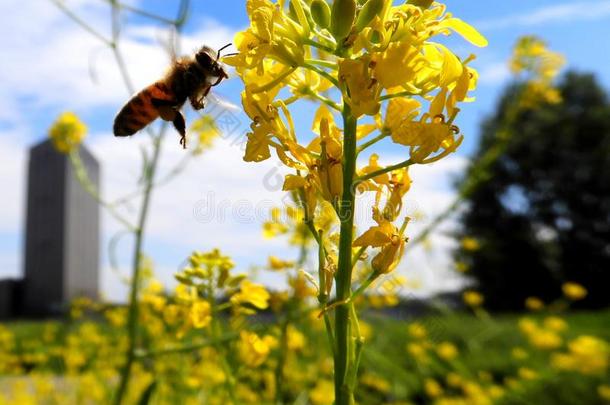 蜜蜂侵入一黄色的花