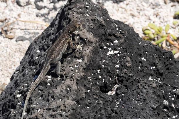 加拉帕戈斯群岛熔岩蜥蜴,微螺旋体阿尔伯马伦西斯,是（be的三单形式某地特有的向