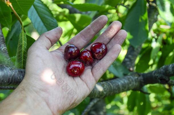 浆果关于甜的樱桃采用一h一nd.成熟的甜的樱桃.