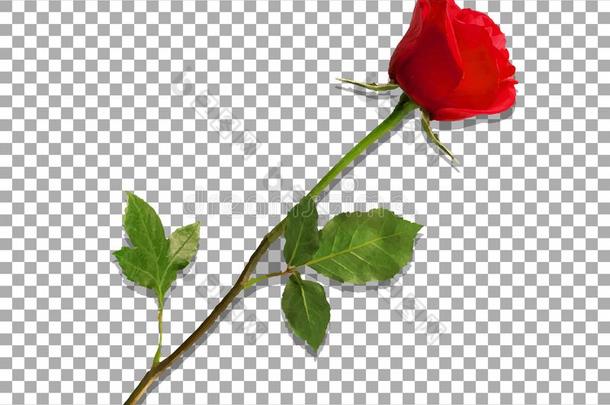 高度地详细的花关于红色的玫瑰隔离的向透明的