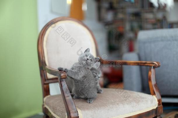 不列颠的短毛猫妈妈舔她小猫向指已提到的人扶手椅