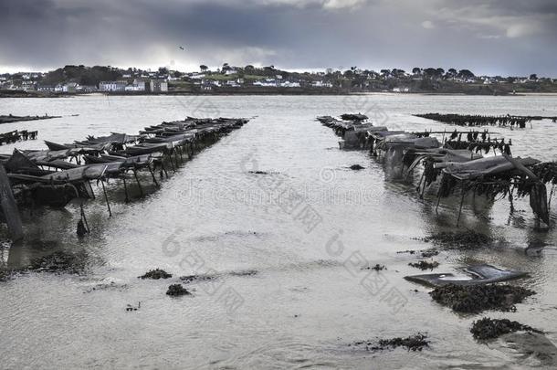 牡蛎农场采用低的潮汐采用布里坦尼,莉莉娅,法国向一有暴风雨的