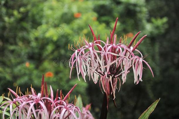 多粗毛的粉红色的丁香花属花.祖国毛里求斯