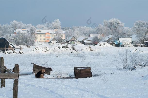 乡下的风景,村<strong>民生</strong>活,公狗采用指已提到的人雪,蓝色拖拉机,