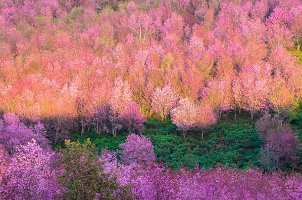 泰国樱桃花在山locatoratoutermarker外指点标定位器int.看