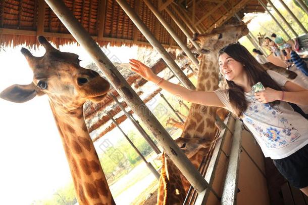 长颈鹿采用亚洲人ThaiAirwaysInternational泰航国际户外的动物园公园