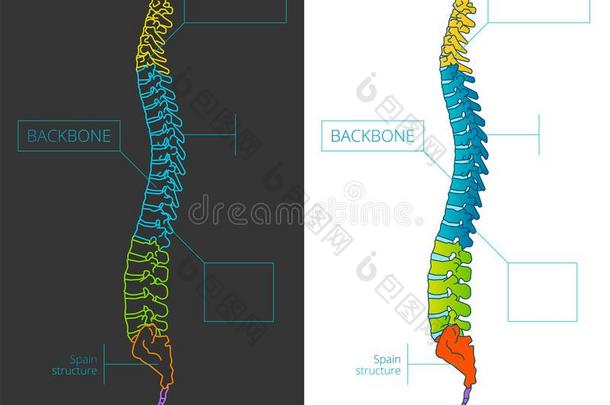 脊柱骨头矢量详细的说明