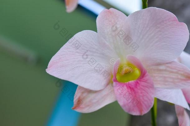 粉红色的兰花采用指已提到的人花园在医院,精神饱满关于指已提到的人p在ients