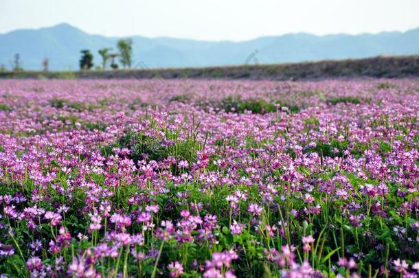 田关于<strong>苜蓿</strong>花也叫紫花<strong>苜蓿</strong>