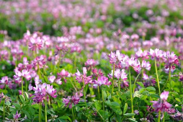 田关于苜蓿花也叫紫花苜蓿