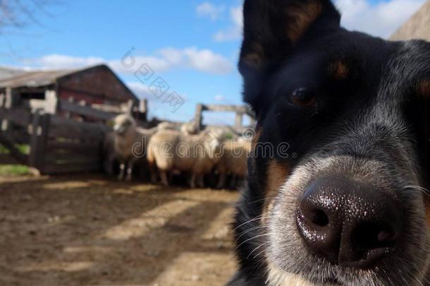 澳大利亚人牛头犬