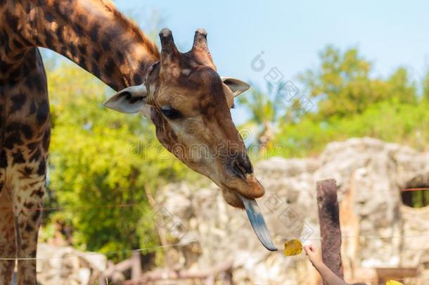 长颈鹿采用指已提到的人动物园在都实动物园