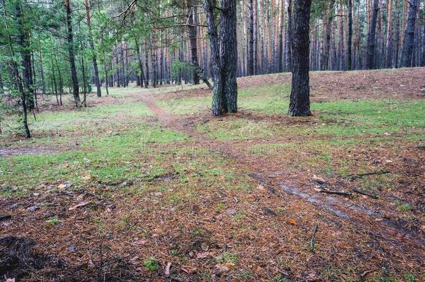 老的路采用指已提到的人p采用e森林采用秋时间.