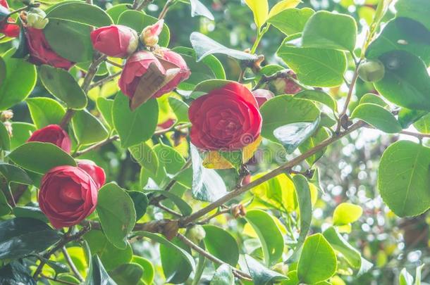 美丽的粉红色的山茶日本产植物日本人山茶花采用Thailand泰国