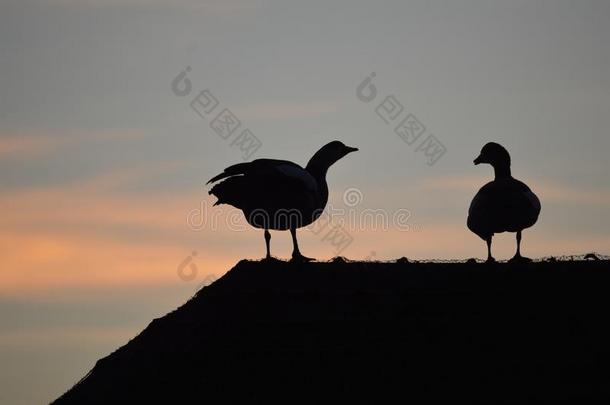 埃及的goose的复数形式采用轮廓