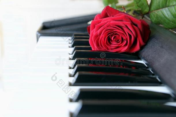 红色的玫瑰向<strong>钢琴</strong>键盘.爱s向gc向cept,浪漫的音乐