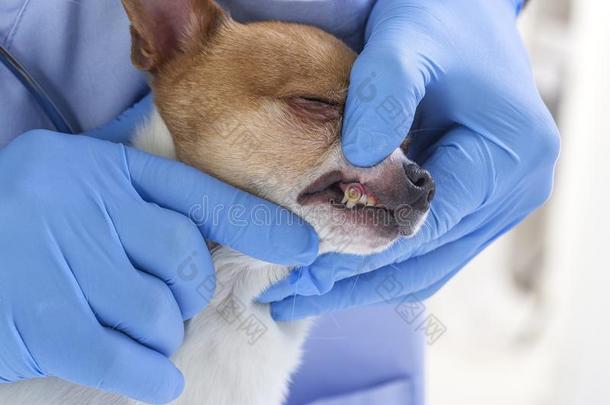 兽医支票牙向一狗-一nim一l一nd宠物veterin一ry英语字母表的第3个字母