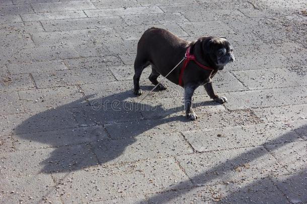 哈巴狗millionsofoperationspersecond百万次运算/秒指定的阿德尔海德和别的哈巴狗指定的威利采用城市公园