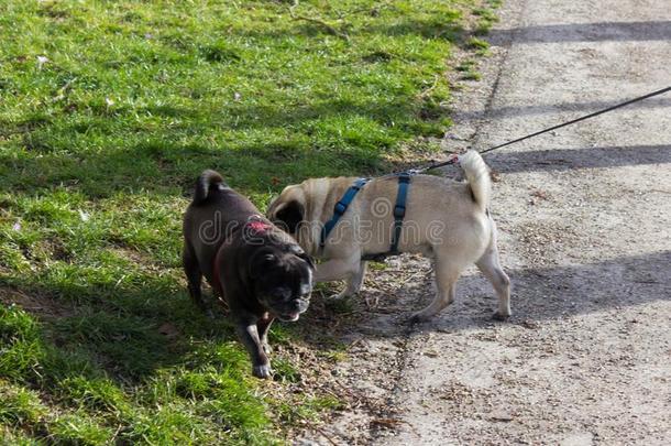 哈巴狗millionsofoperationspersecond百万次运算/秒指定的阿德尔海德和别的哈巴狗指定的威利采用城市公园