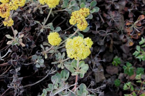 临海的沙-<strong>马鞭草</strong>属植物,黄色的沙-<strong>马鞭草</strong>属植物,阿布罗尼亚拉蒂菲莉亚