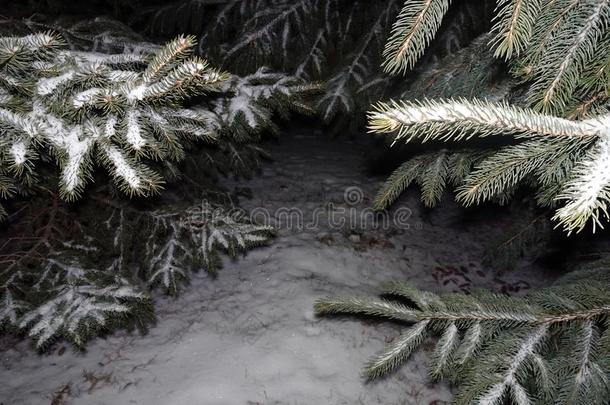 雪向松树树