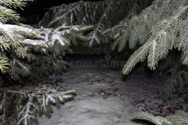 雪向松树树