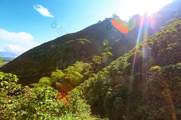 太阳爆裂越过咖啡豆c越过ed小山