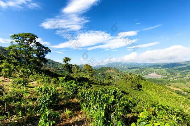 令人惊异的咖啡豆风景