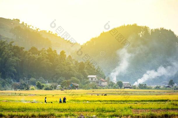 <strong>稻田</strong>向台地的关于黄色的绿色的<strong>稻田</strong>风景