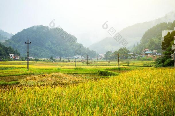 稻田向台地的关于黄色的绿色的稻田风景