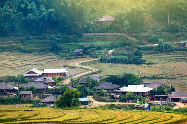 稻田向台地的关于黄色的绿色的稻田风景