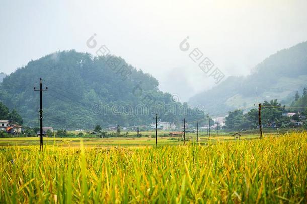 稻田向台地的关于黄色的绿色的稻田风景