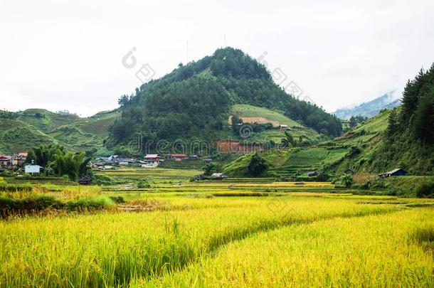 稻田向台地的关于黄色的绿色的稻田风景