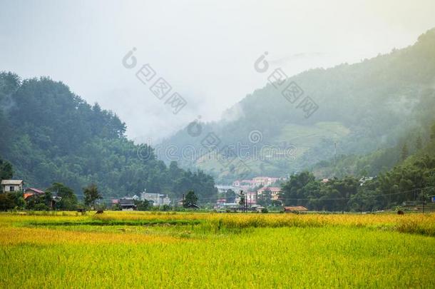 稻田向台地的关于黄色的绿色的稻田风景