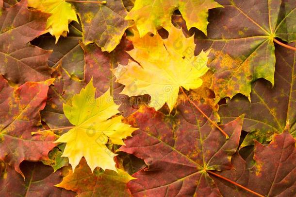 秋,富有色彩的秋阵亡者枫树树叶