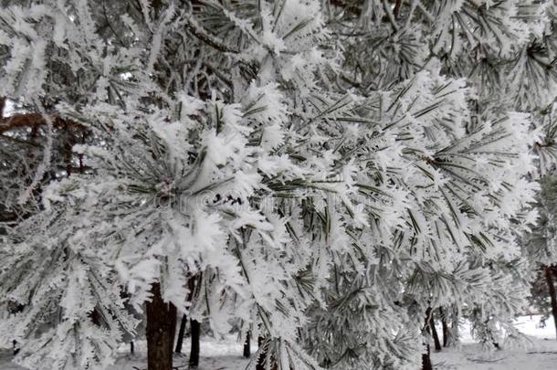 <strong>魔力</strong>的白色的树枝.美丽的冬风景.抽象的松树