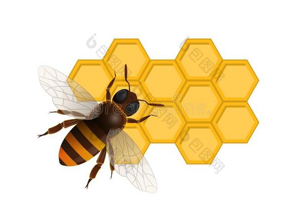 有机的甜的营养象征和蜜蜂