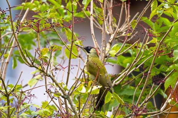 欧洲的绿色的啄木鸟鸟铲软向接骨木树榴梿