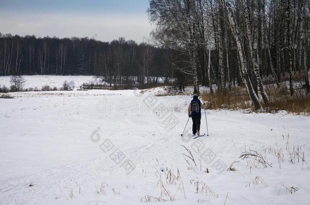 女人十字架国家滑雪采用俄国的森林.