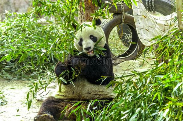 巨人熊猫关-在上面.熊猫吃1幼苗关于竹子