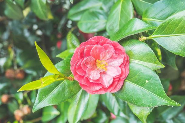 美丽的粉红色的山茶日本产植物日本人山<strong>茶花</strong>采用指已提到的人